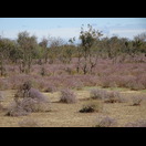 Fast wie in der Heide – nur ohne Heide